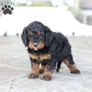 Reese, Cavapoo Puppy